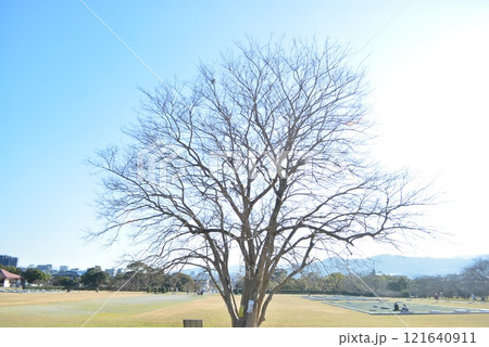 都府楼跡 元旦散歩 都府楼跡 元旦散歩 121640911