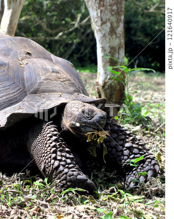 ガラパゴスゾウガメは世界最大の陸ガメでガラパゴス諸島の名前の由来になった固有種 ガラパゴスゾウガメは世界最大の陸ガメでガラパゴス諸島の名前の由来になった固有種 121640917
