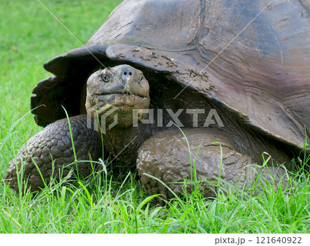 ガラパゴスゾウガメは世界最大の陸ガメでガラパゴス諸島の名前の由来になった固有種 121640922