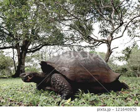 ガラパゴスゾウガメは世界最大の陸ガメでガラパゴス諸島の名前の由来になった固有種 121640970