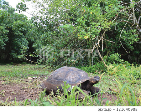 ガラパゴスゾウガメは世界最大の陸ガメでガラパゴス諸島の名前の由来になった固有種 121640988