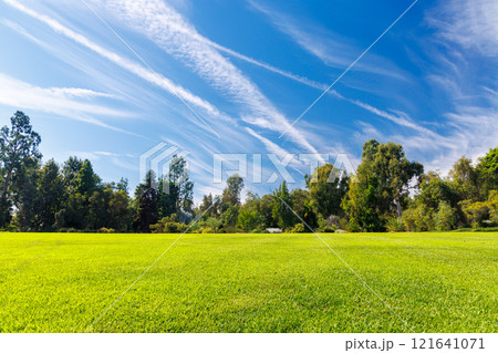 A vast green grass meadow stretching towards the horizon with a trees 121641071