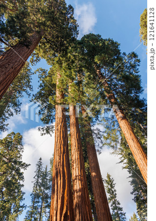 Giant Sequoia Trees in Sequoia National Park 121641128