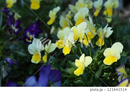 クローズアップ撮影したビオラの花 121641514