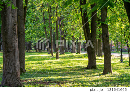Beautiful view of the city park on a sunny spring day. Beautiful view of the city park on a sunny spring day. 121641666