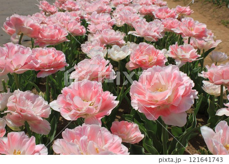 ~チューリップ~ ✿・✿・✿・アンジェリカ・✿・✿・✿ ~チューリップ~ ✿・✿・✿・アンジェリカ・✿・✿・✿ 121641743