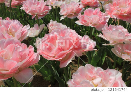 ~チューリップ~  ✿・✿・✿・アンジェリカ・✿・✿・✿ ~チューリップ~  ✿・✿・✿・アンジェリカ・✿・✿・✿ 121641744