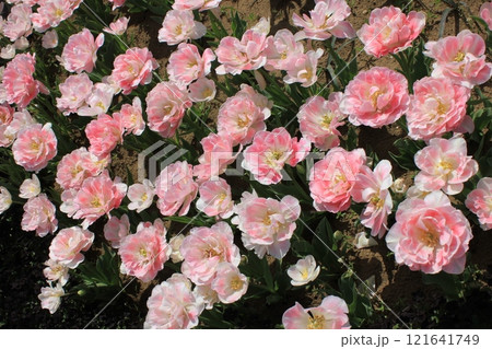 ～チューリップ～　　✿・✿・✿・アンジェリカ・✿・✿・✿ 121641749