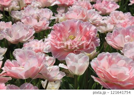 ～チューリップ～　　✿・✿・✿・アンジェリカ・✿・✿・✿ 121641754