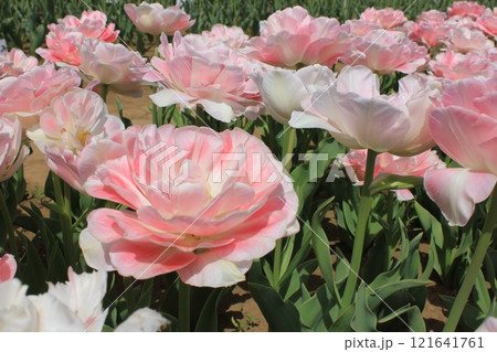 ~チューリップ~ ✿・✿・✿・アンジェリカ・✿・✿・✿ ~チューリップ~ ✿・✿・✿・アンジェリカ・✿・✿・✿ 121641761