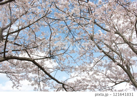 ⁺*＊✿+ 桜　さくら　サクラ　SAKURA +✿＊*⁺ 121641831