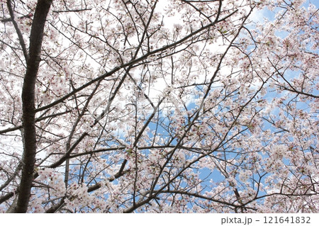 ⁺**✿+ 桜 さくら サクラ SAKURA +✿**⁺ ⁺**✿+ 桜 さくら サクラ SAKURA +✿**⁺ 121641832