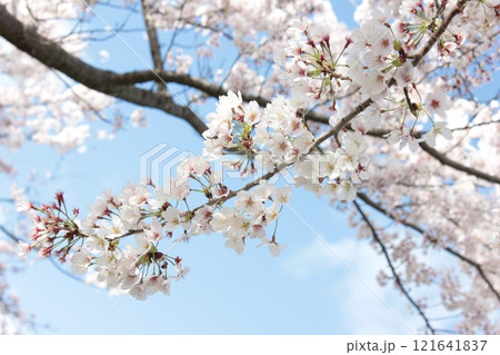 ⁺**✿+ 桜 さくら サクラ SAKURA +✿**⁺ ⁺**✿+ 桜 さくら サクラ SAKURA +✿**⁺ 121641837