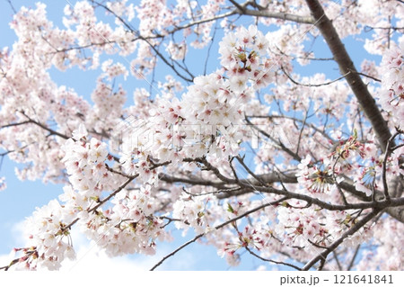 ⁺*＊✿+ 桜　さくら　サクラ　SAKURA +✿＊*⁺ 121641841