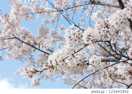 ⁺**✿+ 桜 さくら サクラ SAKURA +✿**⁺ ⁺**✿+ 桜 さくら サクラ SAKURA +✿**⁺ 121641842