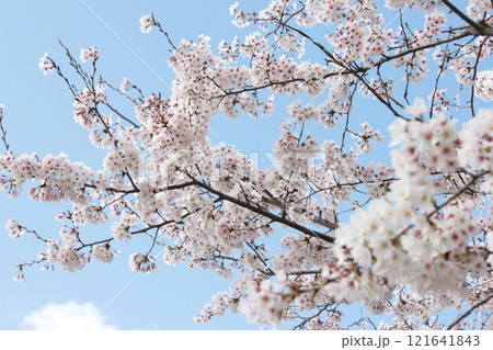 ⁺*＊✿+ 桜　さくら　サクラ　SAKURA +✿＊*⁺ 121641843