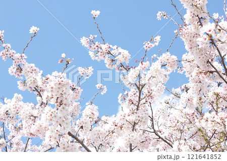 ⁺*＊✿+ 桜　さくら　サクラ　SAKURA +✿＊*⁺ 121641852