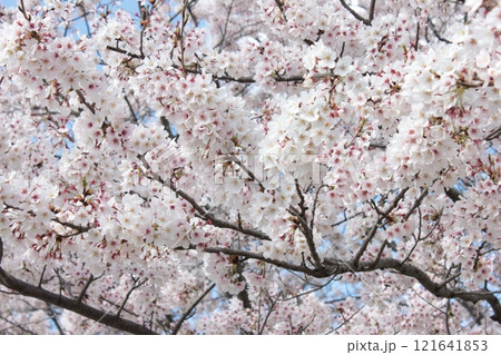 ⁺*＊✿+ 桜　さくら　サクラ　SAKURA +✿＊*⁺ 121641853