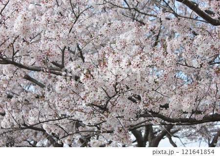 ⁺**✿+ 桜 さくら サクラ SAKURA +✿**⁺ ⁺**✿+ 桜 さくら サクラ SAKURA +✿**⁺ 121641854