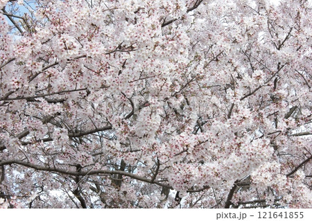 ⁺**✿+ 桜 さくら サクラ SAKURA +✿**⁺ ⁺**✿+ 桜 さくら サクラ SAKURA +✿**⁺ 121641855
