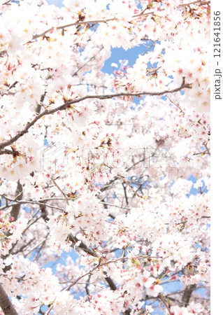 ⁺**✿+ 桜 さくら サクラ SAKURA +✿**⁺ ⁺**✿+ 桜 さくら サクラ SAKURA +✿**⁺ 121641856