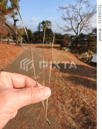 北米原産の「テーダ松」：三針葉マツの一種 121642251