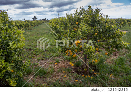Lemon tree full of fruits in the spring, Sicily, Italy Lemon tree full of fruits in the spring, Sicily, Italy 121642816