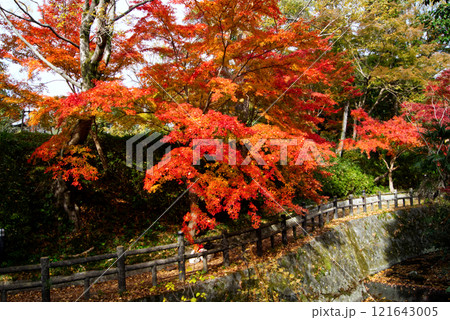 日本庭園を流れる川沿いの色づいた紅葉 121643005