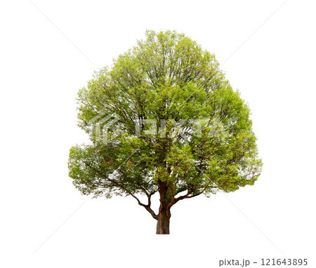 Isolated (Burma padauk) Pterocarpus macrocarpus trees on white background. tropical trees isolated used for design, advertising and architecture. 121643895