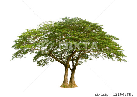 Samanea Saman, isolated tree on white background, Rain isolated tree on white background, Monkey Pod, East Indian walnut tree isolated on white background. 121643896
