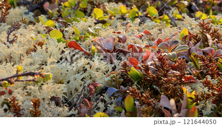 Arctic Tundra lichen moss close-up. Found primarily in areas of Arctic Tundra, alpine tundra, it is extremely cold-hardy. Cladonia rangiferina, also known as reindeer cup lichen. 121644050