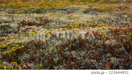 Arctic Tundra lichen moss close-up. Found primarily in areas of Arctic Tundra, alpine tundra, it is extremely cold-hardy. Cladonia rangiferina, also known as reindeer cup lichen. Arctic Tundra lichen moss close-up. Found primarily in areas of Arctic Tundra, alpine tundra, it is extremely cold-hardy. Cladonia rangiferina, also known as reindeer cup lichen. 121644051