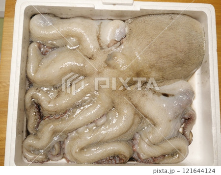 大きなマダコが釣れたよ 121644124