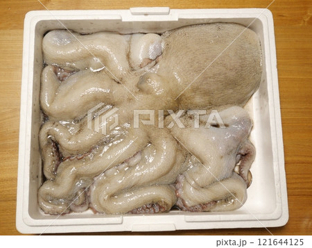 大きなマダコが釣れたよ 大きなマダコが釣れたよ 121644125