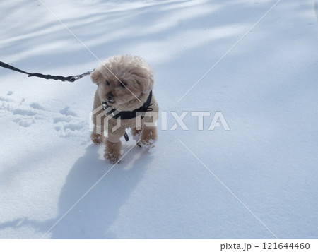犬と雪 犬と雪 121644460