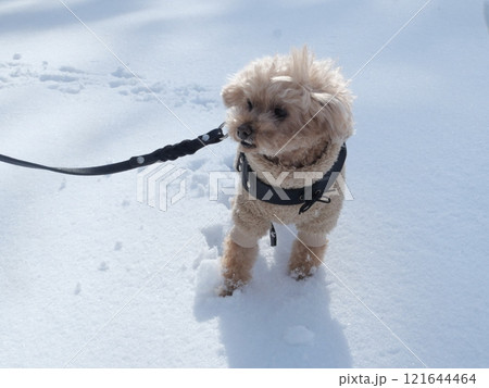 犬と雪 121644464