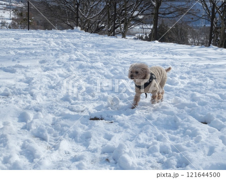 雪と犬 121644500
