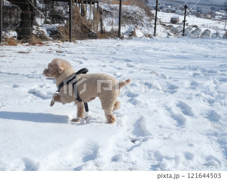雪と犬 121644503
