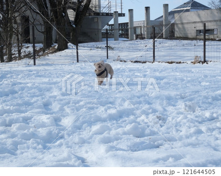 雪と犬 121644505