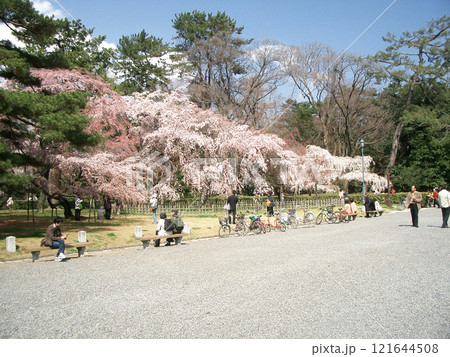 京都御苑の京都御所の近衛のしだれ桜 121644508