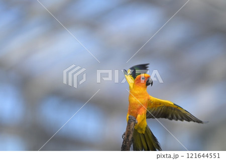 飛翔するコガネメキシコインコのクローズアップ 121644551