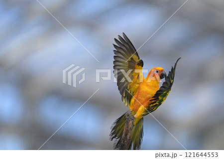 飛翔するコガネメキシコインコのクローズアップ 121644553