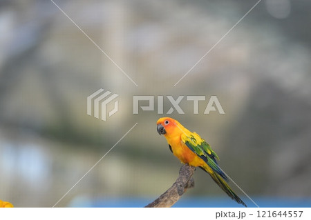 飛翔するコガネメキシコインコのクローズアップ 飛翔するコガネメキシコインコのクローズアップ 121644557