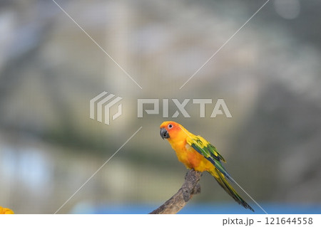 飛翔するコガネメキシコインコのクローズアップ 飛翔するコガネメキシコインコのクローズアップ 121644558