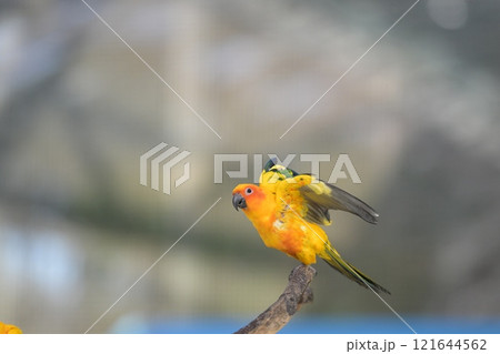 飛翔するコガネメキシコインコのクローズアップ 飛翔するコガネメキシコインコのクローズアップ 121644562
