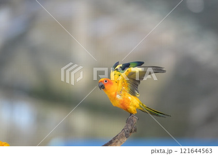 飛翔するコガネメキシコインコのクローズアップ 飛翔するコガネメキシコインコのクローズアップ 121644563