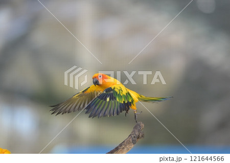 飛翔するコガネメキシコインコのクローズアップ 飛翔するコガネメキシコインコのクローズアップ 121644566