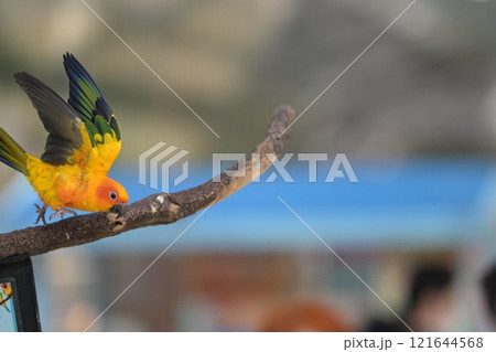 飛翔するコガネメキシコインコのクローズアップ 121644568