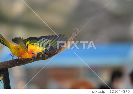 飛翔するコガネメキシコインコのクローズアップ 121644570