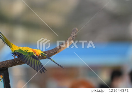 飛翔するコガネメキシコインコのクローズアップ 121644571